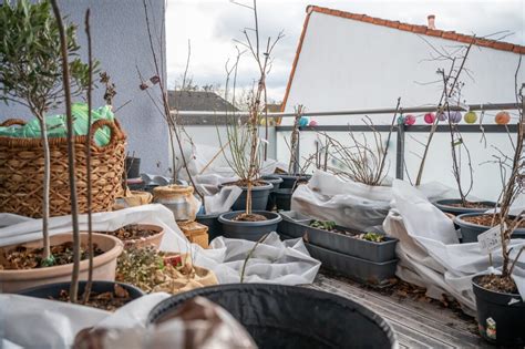 fotografia zazimovaných rastlín v kvetináčoch na balkóne