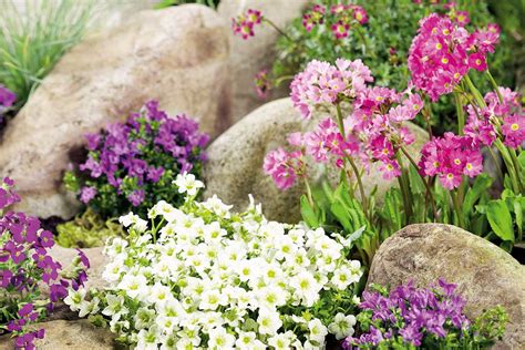 Ilustračné foto: Záhradník rozdeľuje trs trvalky rýľom na menšie časti