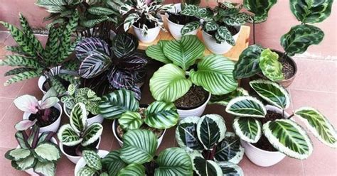 Ilustračné foto: Mladé izbové rastliny v malých kvetináčoch, čerstvo rozdelené