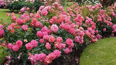 Štruktúra rastliny čínskej ruže po radikálnom jarnom reze.