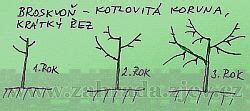 schéma korún orecha: voľne rastúca s terminálom vs. kotlovitá koruna