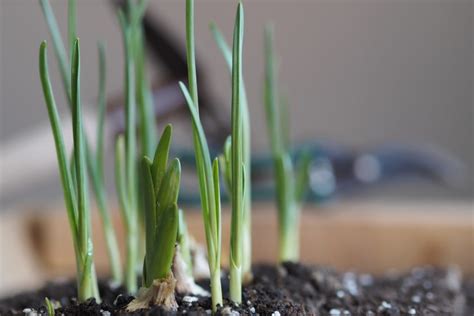 Detailný záber zasadených strúčikov cesnaku v kvetináči
