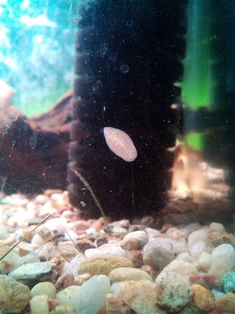 Detailná fotografia kokónu ampulárie nad vodnou hladinou na skle akvária