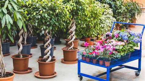 Tematické foto záhrady so citrusmi v kvetináčoch