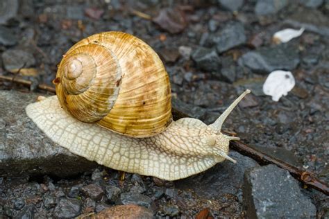 Ilustrácia bežných škodcov petržlenu (napr. voška, slimák)