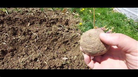 Schéma správneho postupu výsadby zemiakov do riadkov s naznačenou hĺbkou 10-15 cm