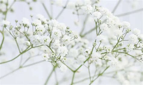 detailné zábery bielych kvietkov gypsomilky