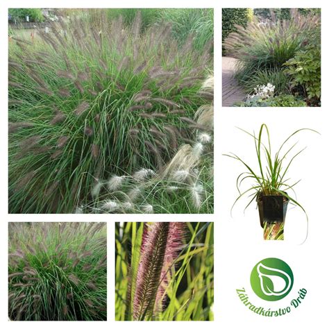 Porovnanie rastu zelenej steny z okrasných tráv a bambusov v priebehu 21 mesiacov.