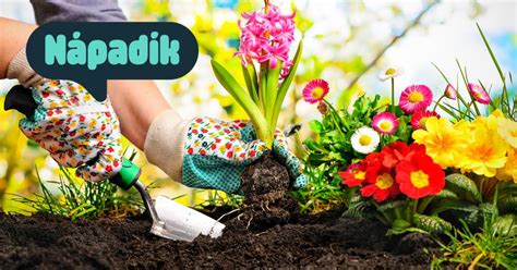 Ukážka rôznych typov trvaliek vhodných do záhrady.