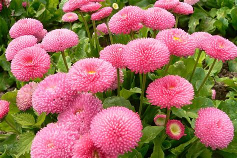 detal semien sedmokrásky a mladých rastliniek v črepníkoch