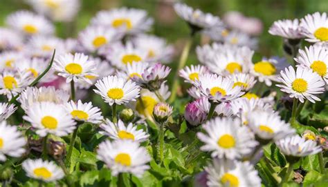 detail zavlažovania sedmokrások v záhonoch