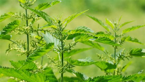 Tematické foto žihľavy v prírode