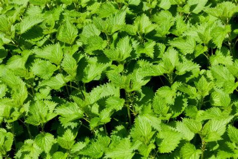 Ilustrácia mladých výhonkov žihľavy