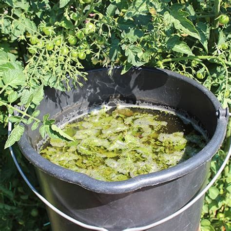 Žihľavový výluh ako hnojivo