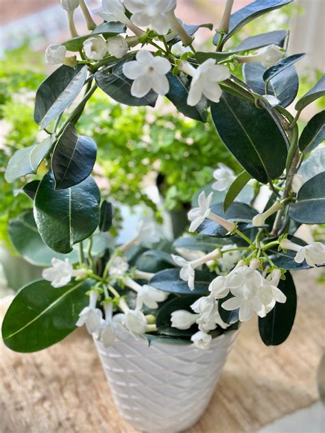 Ilustračné foto: detail kvetov Stephanotis floribunda