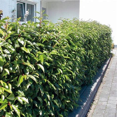 Vavrínovec portugalský pestovaný v dekoratívnej nádobe