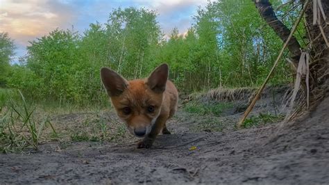 Tematické foto: Hrajúce sa líščatá pred brlohom