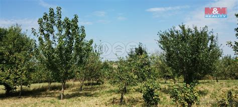 ilustračné foto ovocného sadu na jar