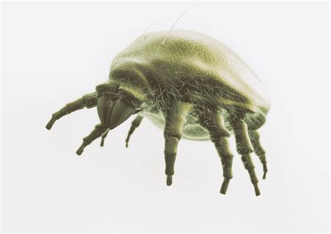 detailný záber na vošky alebo roztoče na púčiku