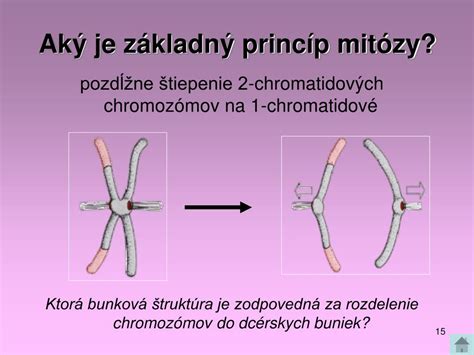 Schéma meiózy a redukcie počtu chromozómov