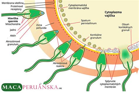 Schéma štruktúry spermie a vajíčka