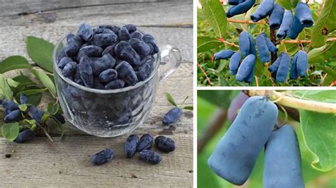 Detail plodov zemolezu kamčatského s voskovým povlakom.