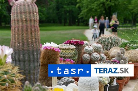 Tematické foto: zbierka kaktusov a sukulentov rôznych druhov