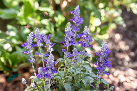 Thematic photo of a thriving Salvia plant in a garden, possibly with flowers and silvery-green leaves.