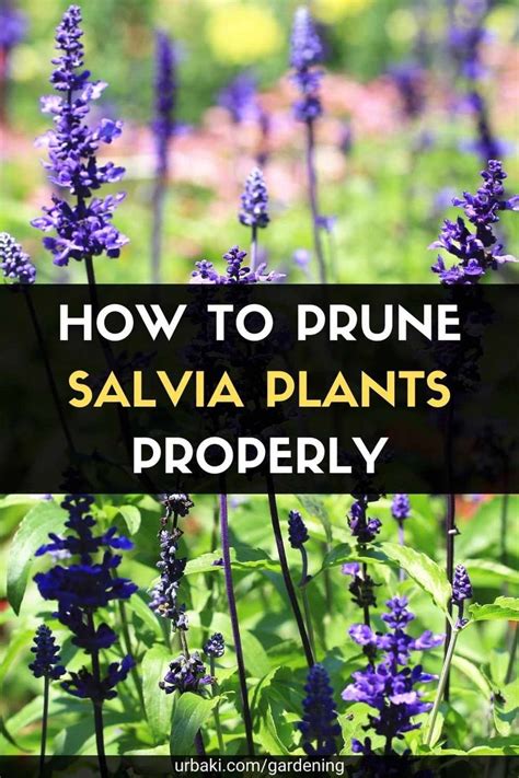 Infographic or diagram showing how and when to prune Salvia for optimal growth.