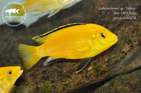 Akvarijný biotop pre Malawi cichlidy so skalnými úkrytmi