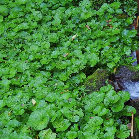 ilustrácia rastliny Wasabi Japonica s listami a podzemkom