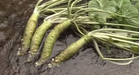 pestovanie wasabi v kvetináči na balkóne v polotieni