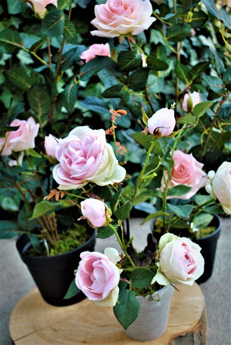 Detailná fotografia mladého semenáčika ruže v kvetináči so správne zvoleným substrátom.