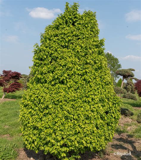 ilustrácia rôznych druhov hrabu, napríklad Carpinus betulus, japonica, caroliniana