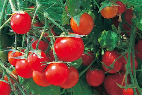 Ilustračné foto zrelých cherry paradajok na rastline