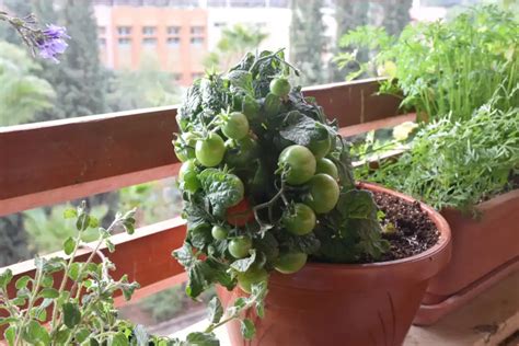 Rôzne odrody cherry paradajok v kvetináčoch na balkóne