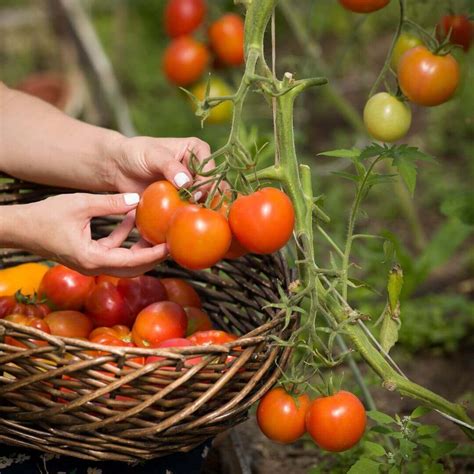 Ruka zbierajúca zrelé cherry paradajky z rastliny