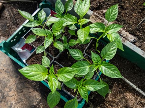 Nádoby na predpestovanie paprikových priesad.