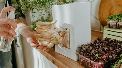 Schéma pestovania žeruchy v interiéri na vate a v exteriéri v záhonoch
