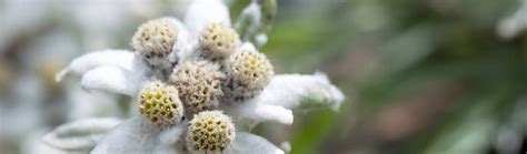 Detail kvetu plesnivca alpínskeho s typickými bielymi chĺpkami