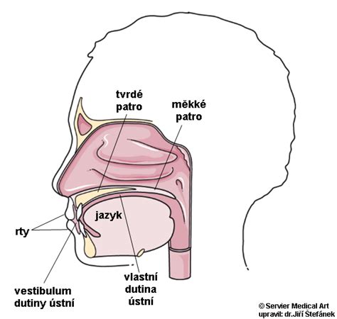 Schéma ideálneho pestovateľského tvaru mandle: polokmeň s vázovitou korunou pre optimálny prístup svetla.