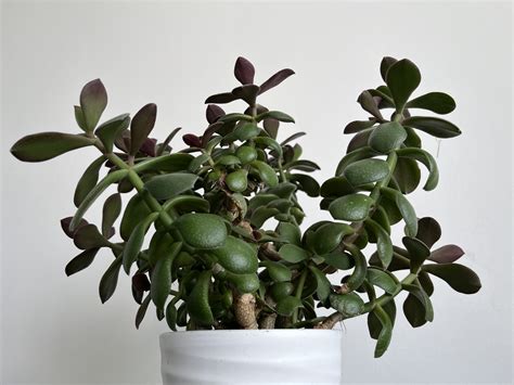 Detailný záber na listy a kmeň rastliny Crassula ovata, znázorňujúci jej sukulentný charakter a tvar malého stromčeka.