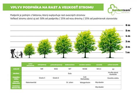 Porovnanie rezov: vľavo zanedbaná koruna, vpravo správne presvetlený strom