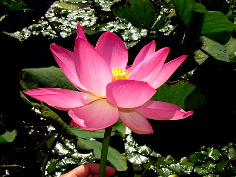 Tematická fotografia indického lotosu (Nelumbo nucifera) s ružovými kvetmi