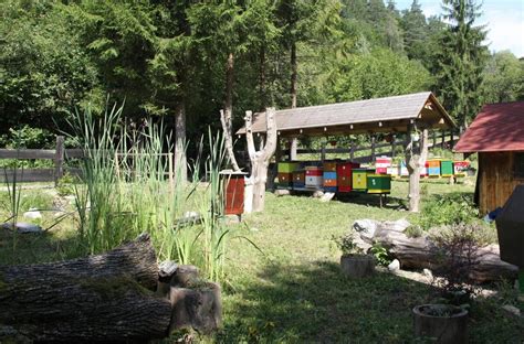 Ilustračné foto lesnej škôlky s rôznymi typmi sadeníc.