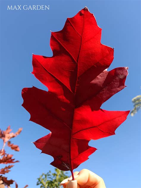 Fotografia javora v záhrade s jesenným sfarbením listov