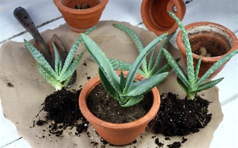 Presádzanie mladej Aloe Vera rastlinky do nového kvetináča