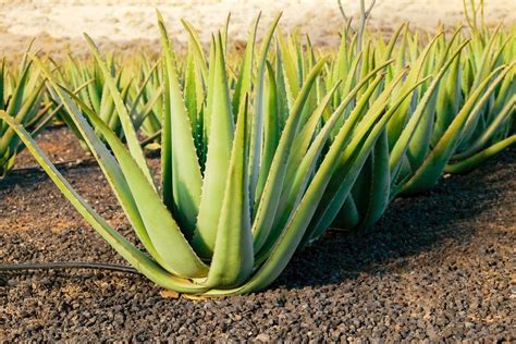 Oddelená odnož Aloe Vera pripravená na výsadbu