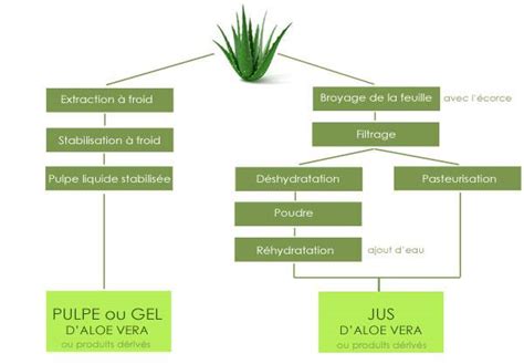 schéma znázorňujúca vplyv Aloe Vera na rôzne systémy v ľudskom tele