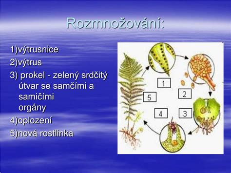 Detailná schéma rozdielov medzi samčími a samičími púčikmi rakytníka